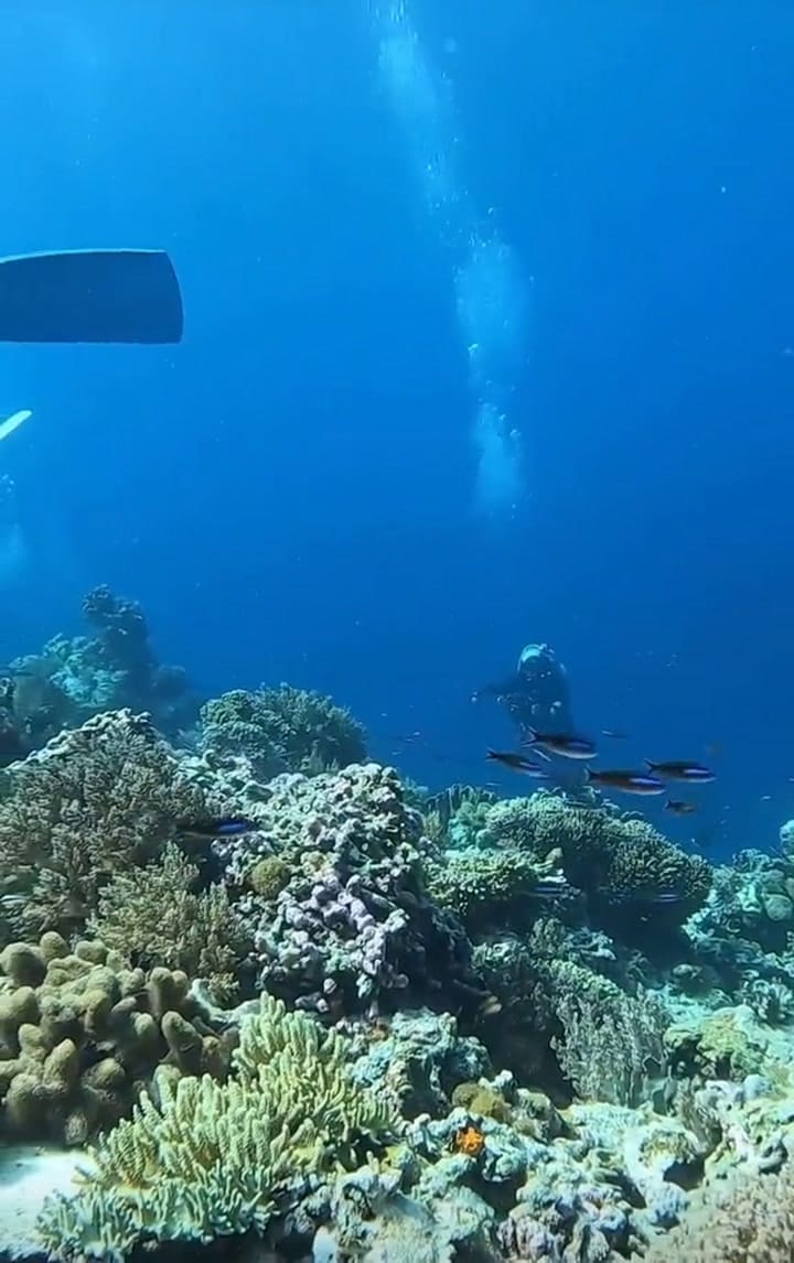 En TikTok se viralizó un video sobre qué sucede en el fondo del mar durante un terremoto