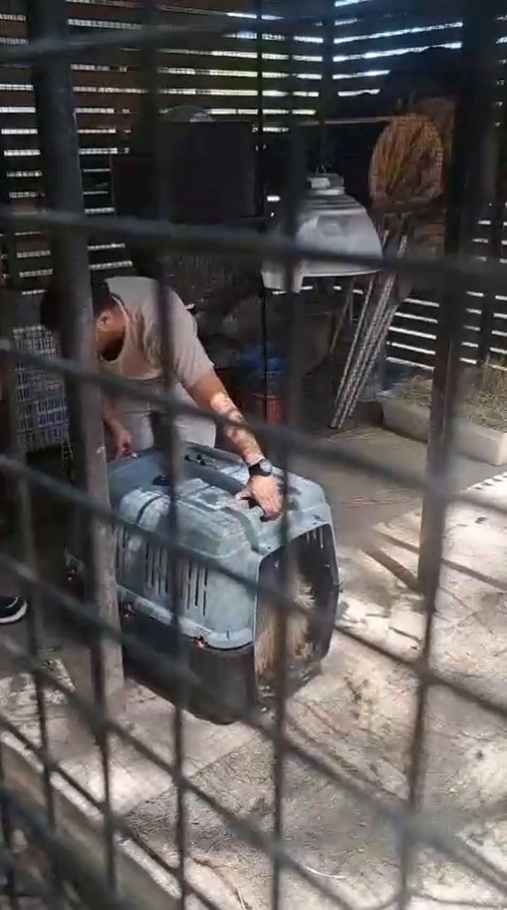 El carpincho que fue rescatado por Defensa Civil