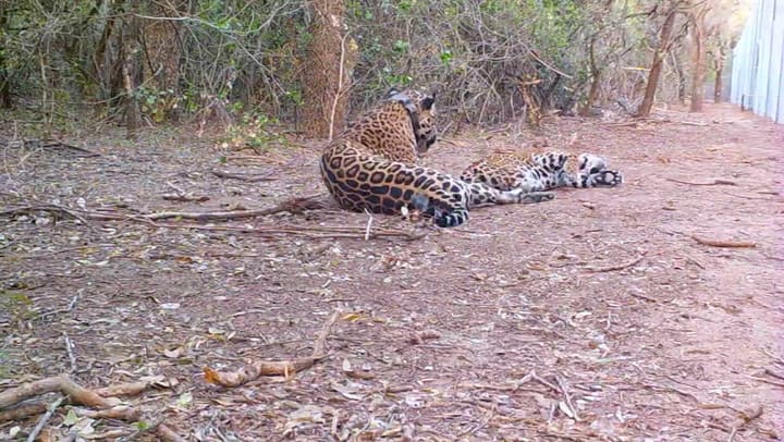 Tania y Qaramtá dentro del corral de junta