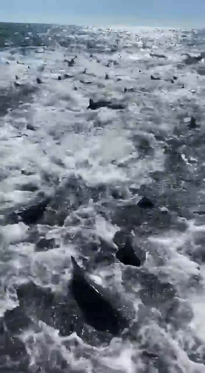 Un grupo de pescadores presenció el aterrador momento en que docenas de tiburones se alimentaba