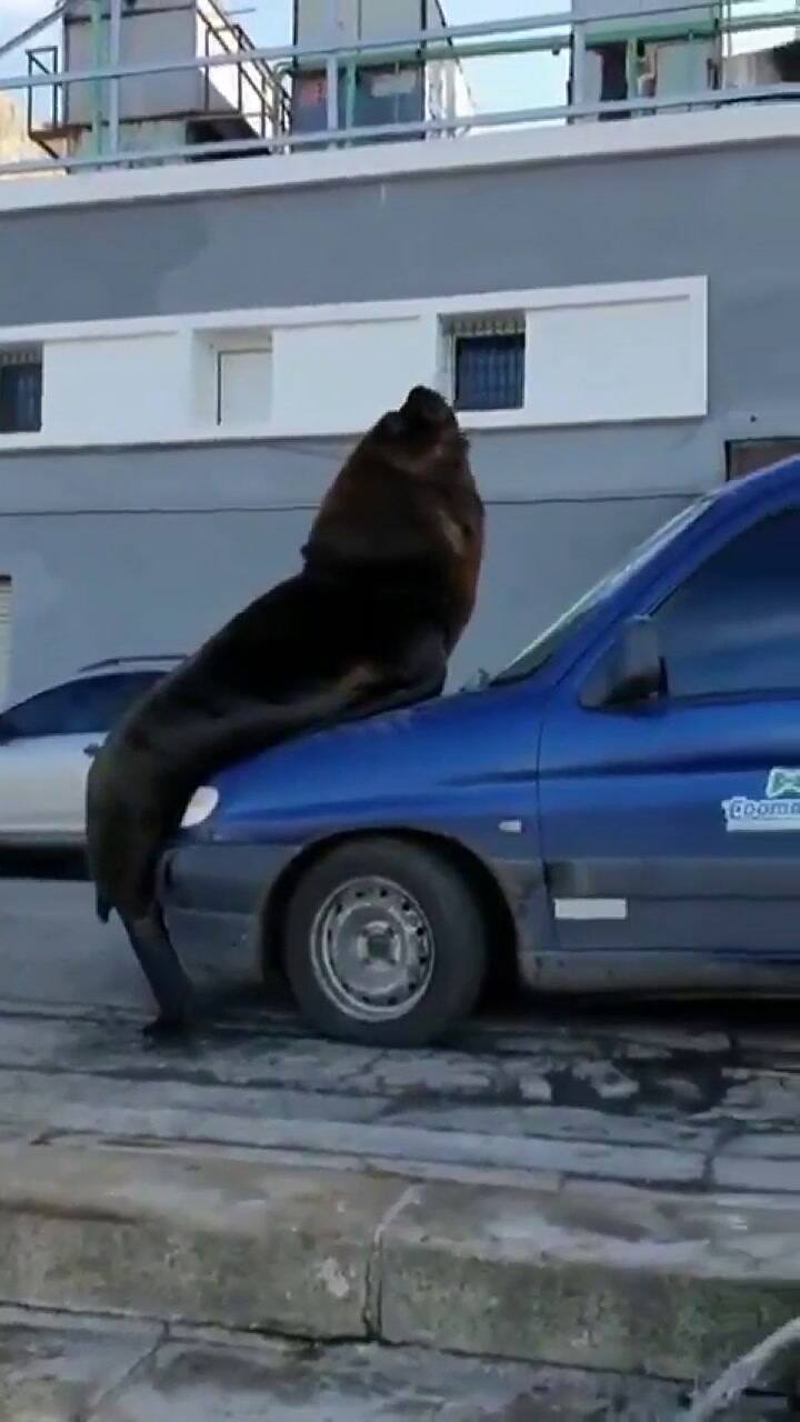 Un lobo marino se subió a un auto en el Puerto de Mar del Plata