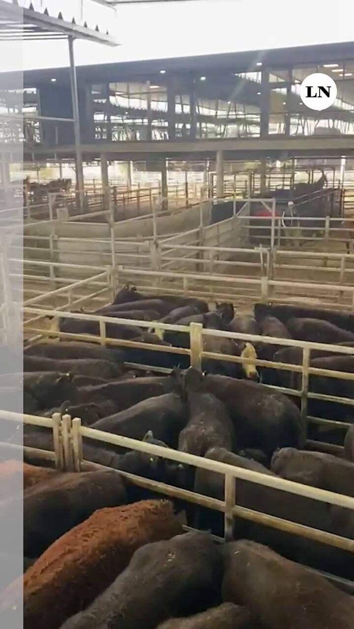 Remate en el Mercado ganadero