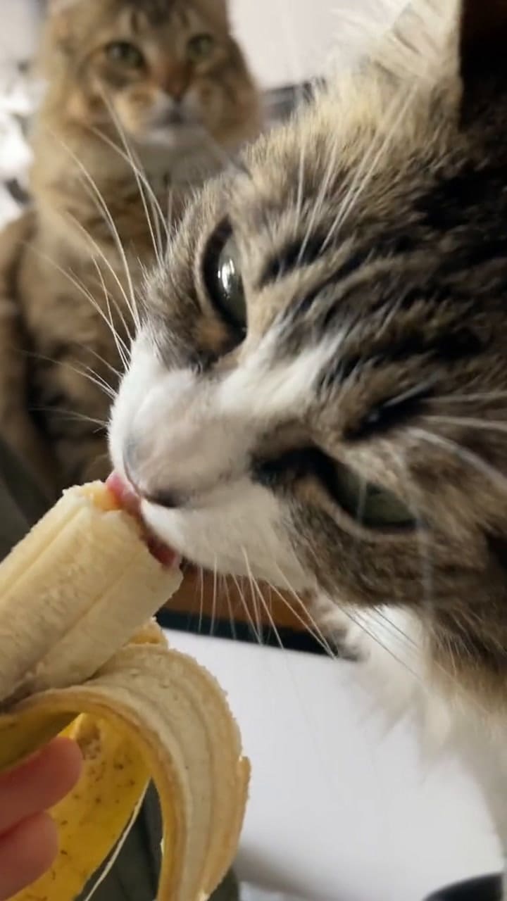 Legolas, el gato furor en tiktok, lamiendo una banana