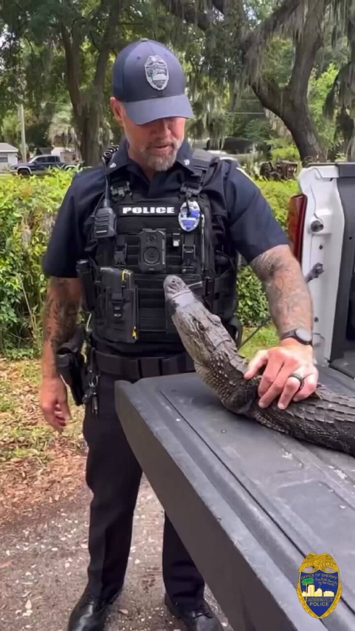 “We Can’t Cuff Him.” Officer Kopp And Johnson Have Quite The “Tail” To Tell About Responding To A Nuisance Gator 104-year-old Woman’s Home Near Atlantic Boulevard And Art Museum Drive Monday. Licensed Trapper Mike