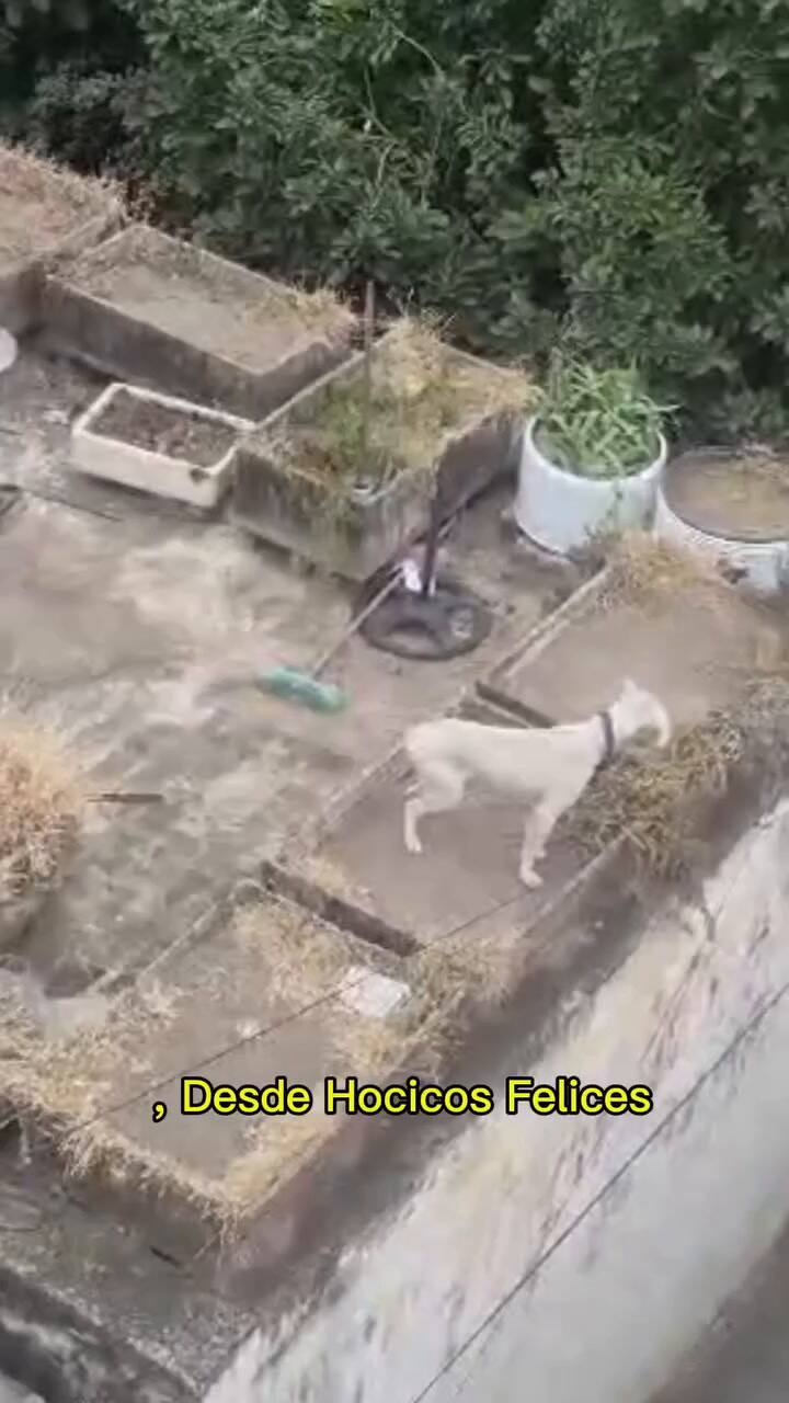 Rescataron a un dogo desnutrido en la casa de Barrelier, el único detenido por el crimen de Agostina Vega
