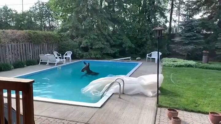 Alce en una pileta de Ottawa, Canada