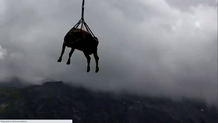 Vacas lesionadas son transportadas en helicóptero y las imágenes se viralizan