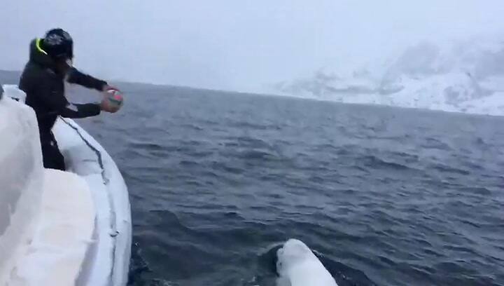 El video de una ballena que “juega al rugby” está dando la vuelta al mundo