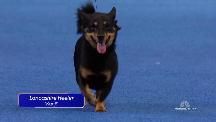 Lancashire Heeler, una competidora estrella