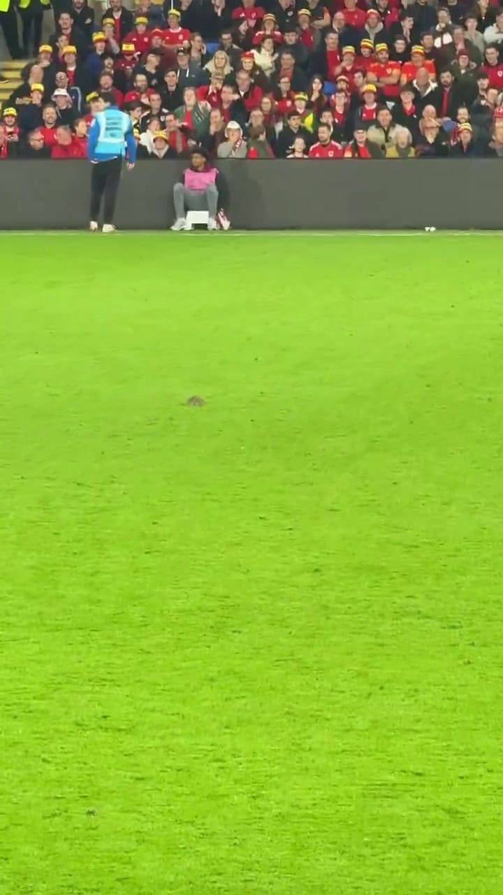 El momento en el que una rata se metió a la cancha y Courtois intentó agarrarla