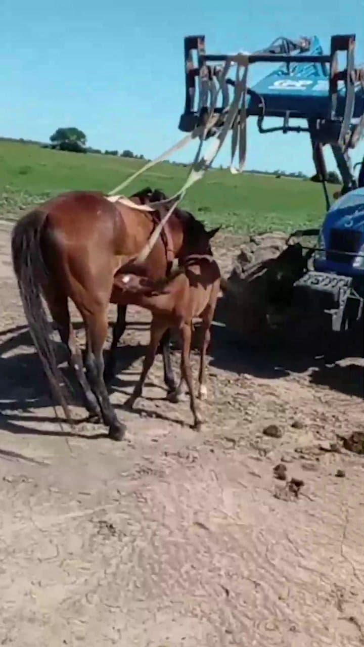 Alerta por el virus que afecta el sistema neurológico de los equinos. Una yegua que no puede mantenerse en pie