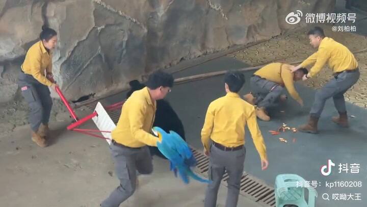 China: un oso negro se abalanzó contra su cuidador por una bolsa de comida y lo atacó frente a cientos de personas