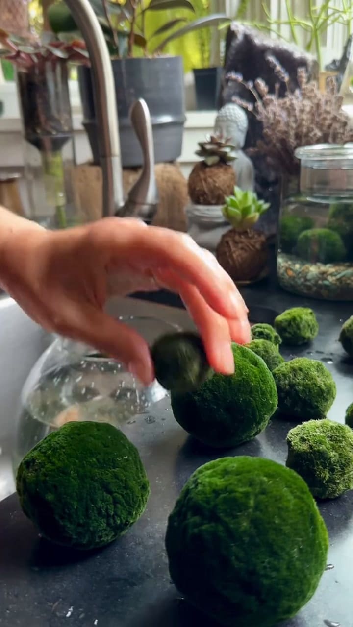 Los consejos para mantener el marimo en buen estado