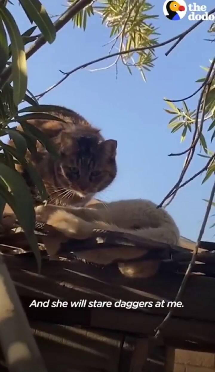 Esta historia de amor entre dos gatos salvajes nos demuestra que las almas gemelas sí existen
