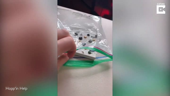 Fefe, la rana artista que pinta bonitos y coloridos retratos