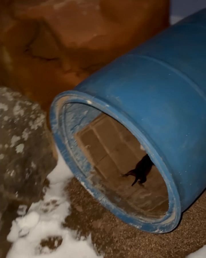 Una joven rescató a una perra y sus cachorros en medio de la ola de frío