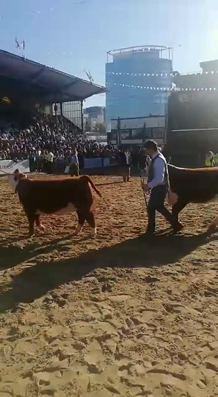 Jura de hembras Polled Hereford