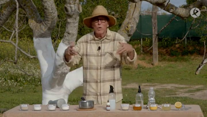 Cómo eliminar a las hormigas de forma natural - El Huerto De Los ÁLvarez