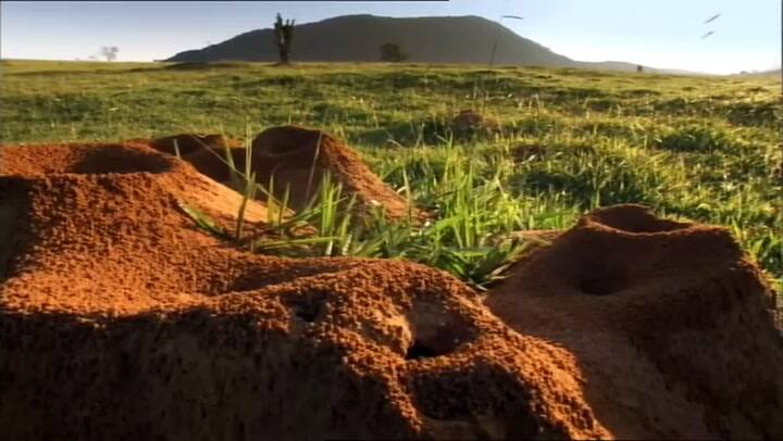 El hallazgo de una metrópolis subterránea: removieron 40 toneladas de tierra
