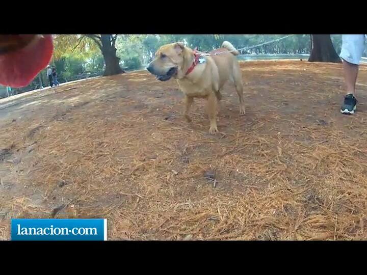 Un sistema de seguimiento para paseadores de perros