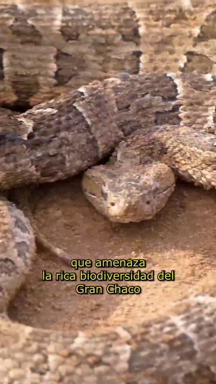 Canal de la Patria, una amenaza para la biodiversidad en Santiago del Estero. CREDITOS: @cecara_unlpam & @sombradetorore