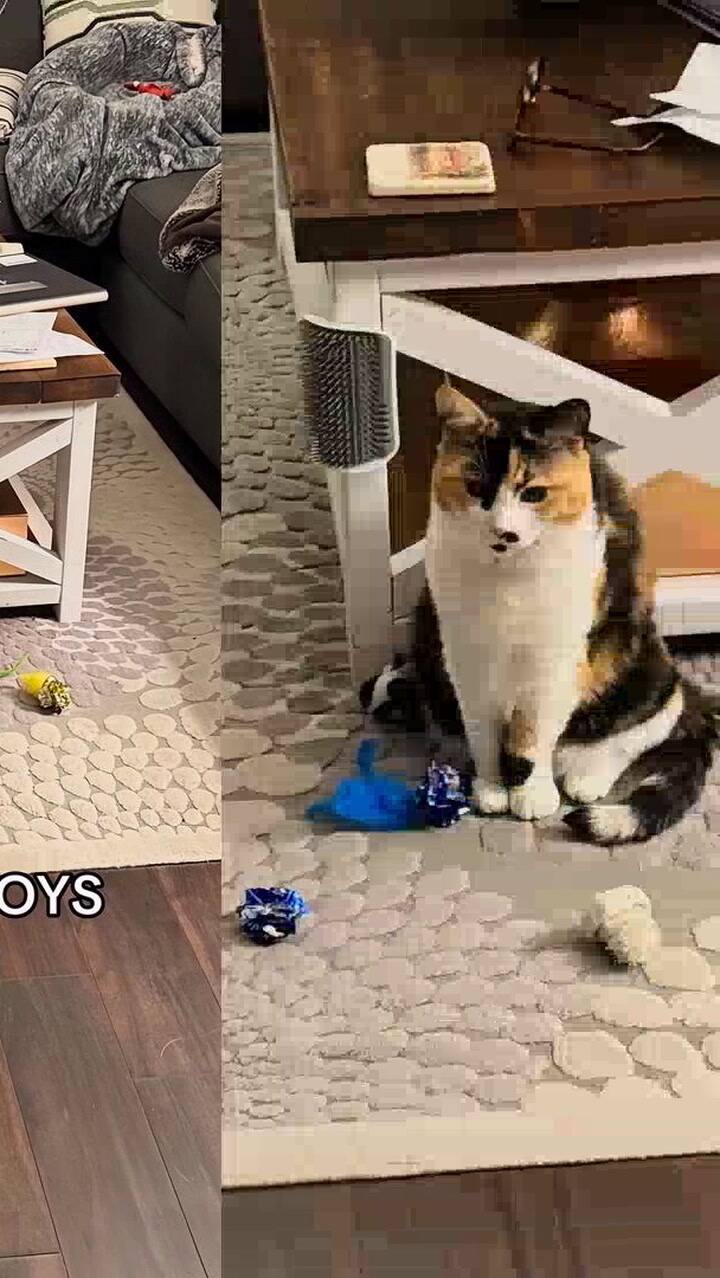 La tierna historia de amor entre una gata y su humano que despertó suspiros en las redes