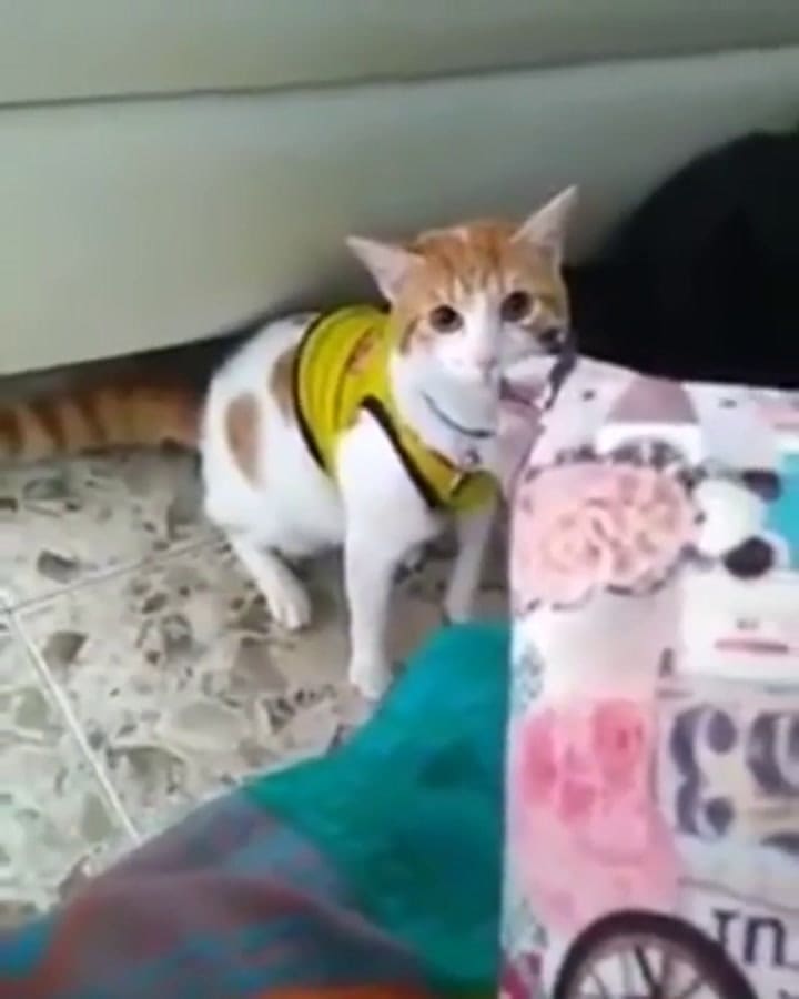 Furor por el gato que grita los goles de Colombia - Fuente: YouTube