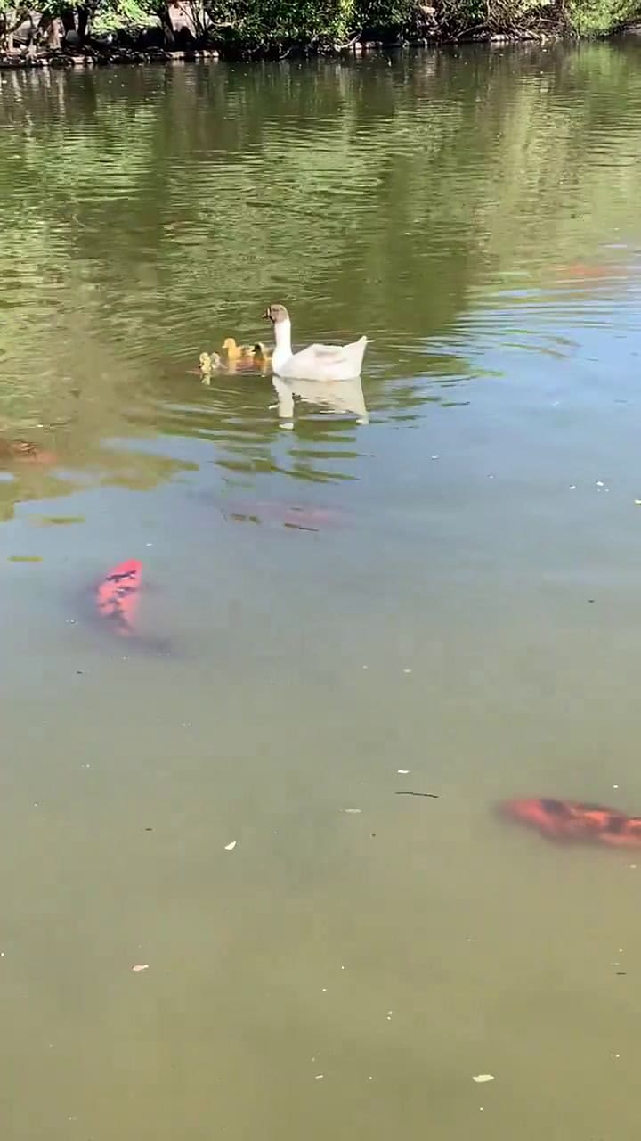 Los gansos bebés del Parque Centenario que llevaron ternura a las redes sociales