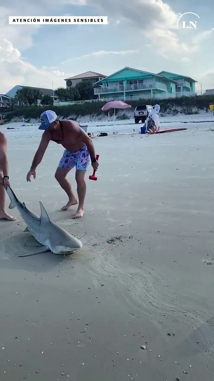Torturaron y mataron a un tiburón en una playa de Florida