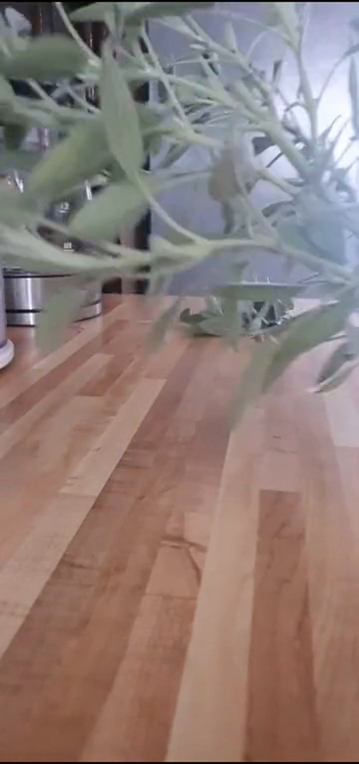 Cómo preparar el té de salvia desde cero