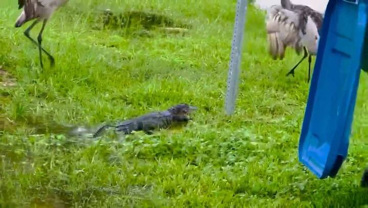 Una mujer captó a un ave y un cocodrilo cruzando la calle juntos en Florida