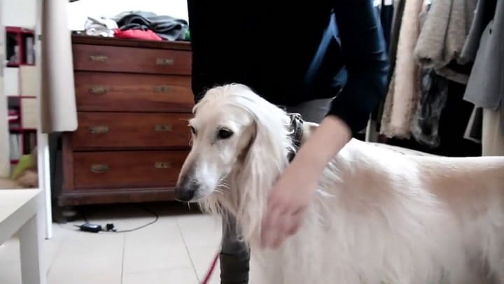 Mirá los perros estilizados de Milán