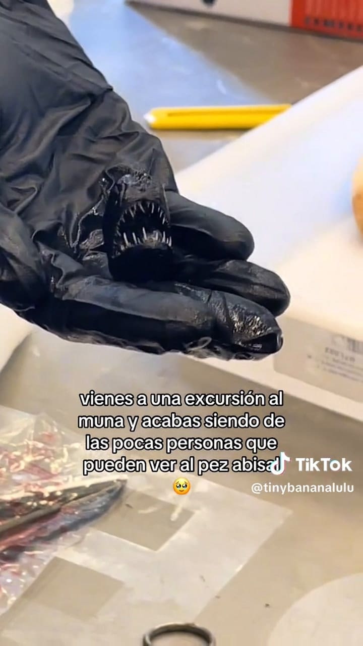 Así es el aspecto del pez abismal