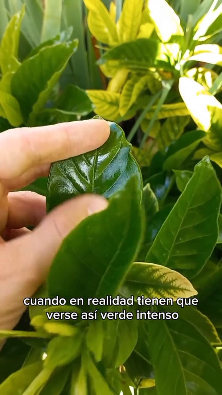 Cómo plantar y cuidar el jazmín