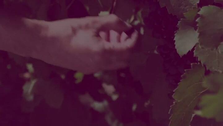 Bodega Trapiche fue elegida la mejor del Nuevo Mundo por una prestigiosa revista - Fuente: Instagram