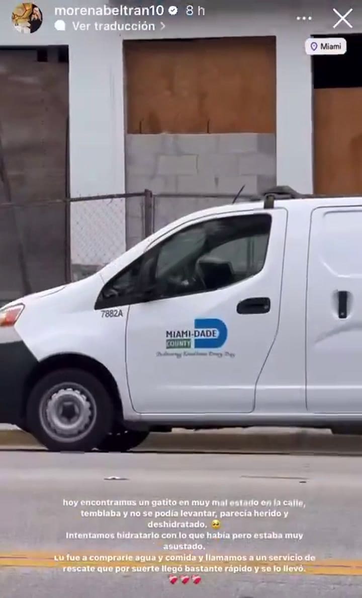 Morena Beltrán y Lucas Blondel socorrieron a un gato que se encontraba en la vía pública de Miami