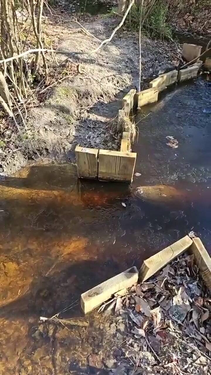 Caimanes congelados sobreviven a la ola polar en EE.UU.
