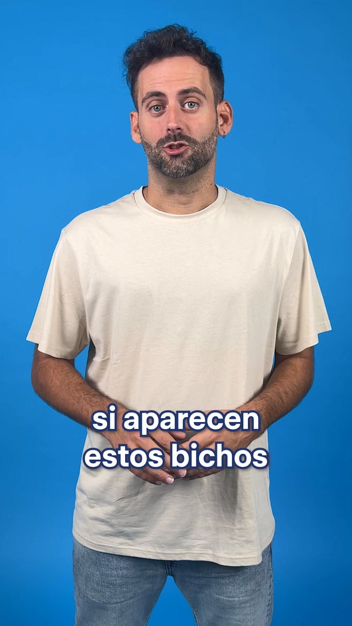 Cómo erradicar a las pulgas de tu casa