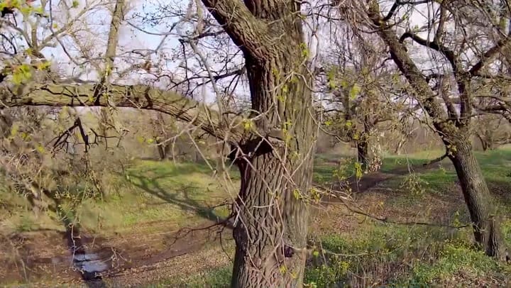 Así es la fórmula matemática para calcular la edad de un roble (YouTube: Natural History Museum Of Los Angeles County)