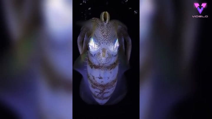 Estas son algunas de las criaturas más increíbles del mundo submarino