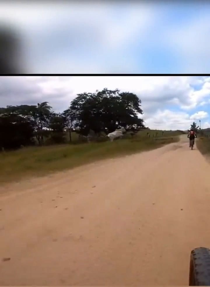 La Vaca Que Persigue A Un Ciclista