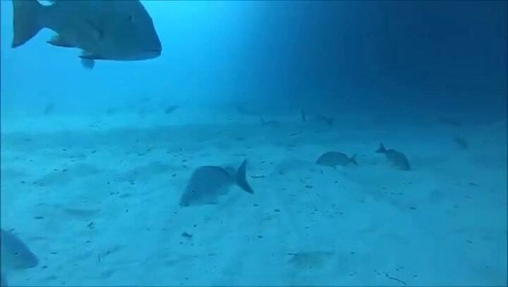 La presencia de tiburones generó terror en quienes vieron el video