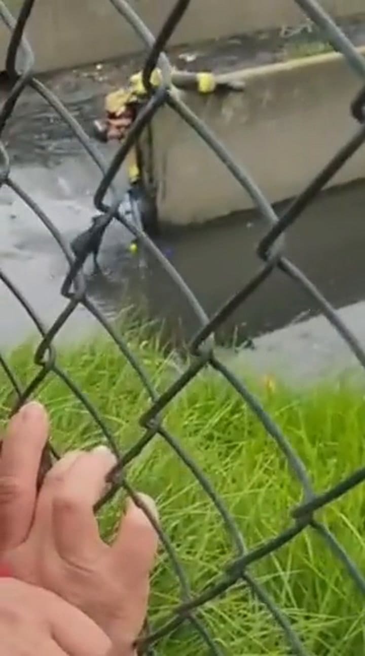 El emotivo rescate de un perro