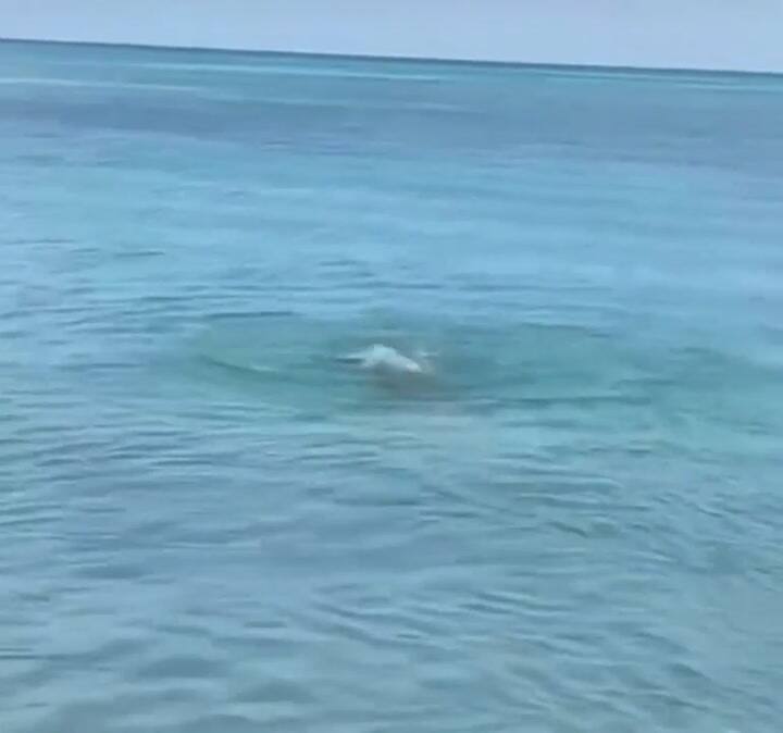 El perro que es volvió viral por practicar nado sincronizado