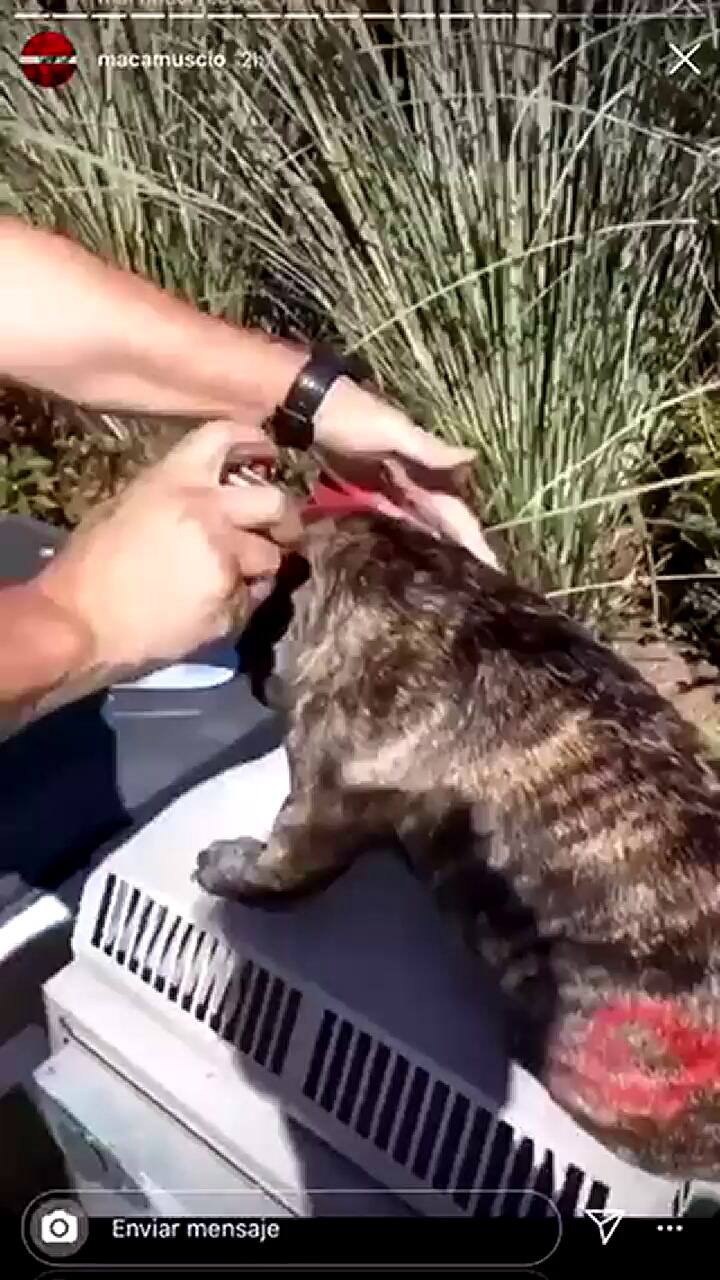 Moreno: pintó a su perro con aerosol y lo denunciaron por maltrato animal