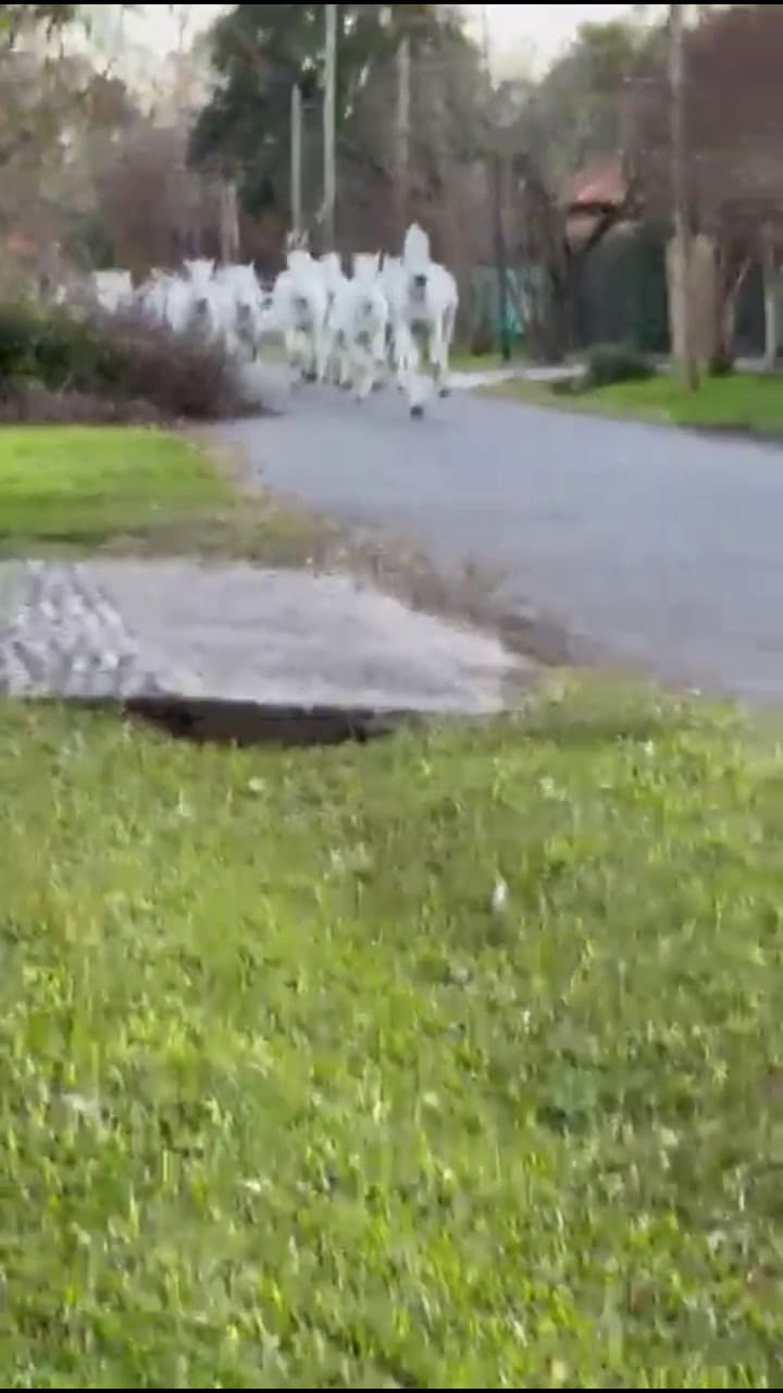 Video caballos escapando