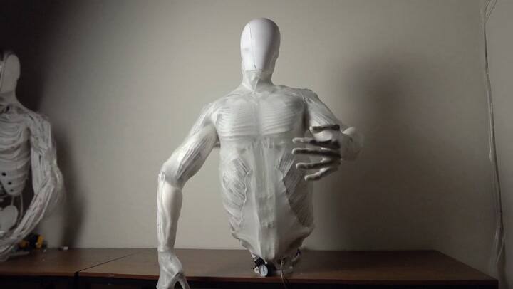 El torso del robot humanoide Protoclone, que usa músculos sintéticos