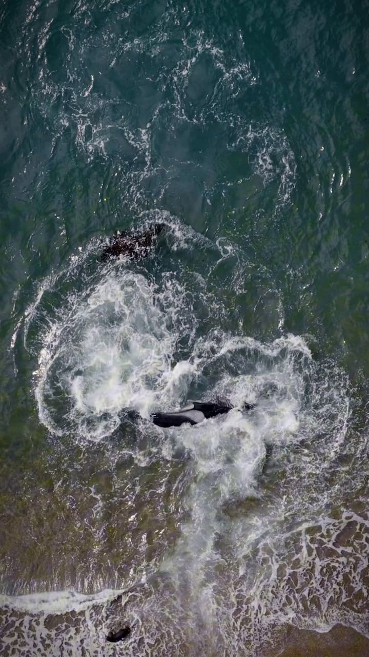 Orcas en Península Valdés a la caza de lobitos marinos