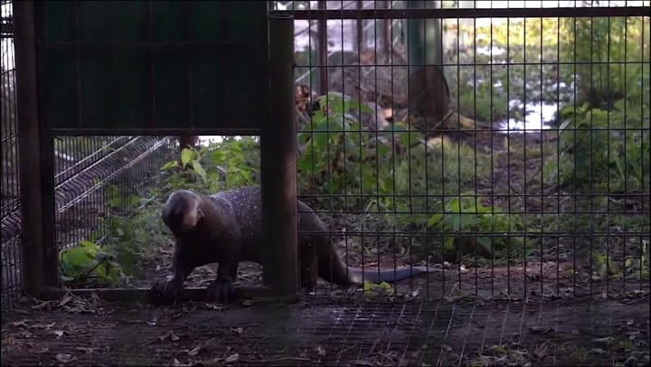 Alondra, la nutria gigante que será reinsertada en el Parque Nacional Iberá