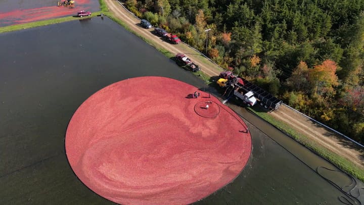 Los agricultores de Massachusetts inundan los pantanos con arándanos para su recolección (Instagram: @masscranberries)
